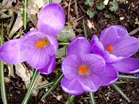 Krokus_2829.webp