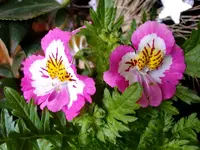 Bauernorcheidee_2837.webp