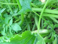 Zucchini-4612.webp
