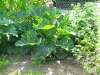 Zucchinin-4610.webp