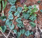Blume-Alpenveilchen.webp