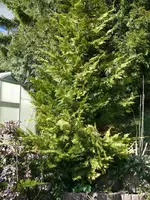 Hausbaum1.webp
