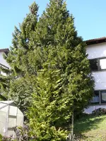 Hausbaum.webp
