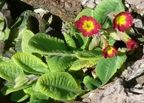 MärzBlume1.webp
