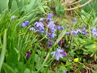 MärzBlume3.webp
