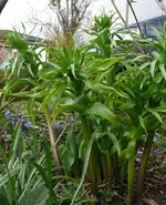 MärzBlume4.webp