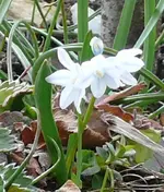 MärzBlume5.webp