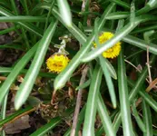 MärzBlume7.webp
