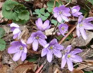 MärzBlume8.webp