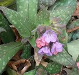 MärzBlume9.webp