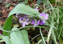 MärzBlume10.webp
