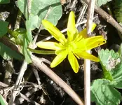 MärzBlume11.webp