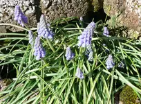 MärzBlume_Traubenhyazinte.webp