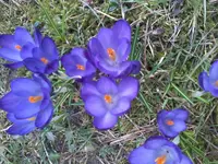 KrokusBlau12_4_13.webp