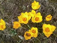 KrokusChrysanthus Goldilocks12_4_13.webp