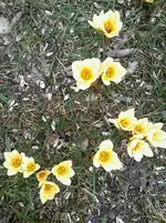 KrokusChrysanthusCreamBeauty12_4.webp