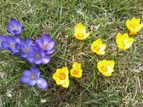 KrokusLilaGelb12_4_13.webp