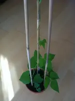 002.webp
