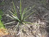 Palme.webp