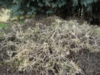 Mauerpfeffer.webp