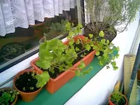 Fensterbank April.webp