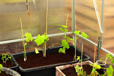 in Mörtelkübel eingepflanzt Zucchini_Gurke_Tomis_640.webp