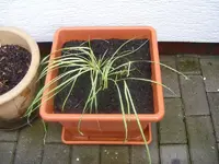 Trichterschwertel 12.4.2013.webp