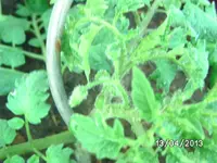 Livingstones Beauty.webp