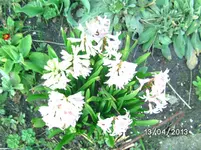 Blüte.webp