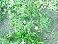 Blüten.webp