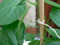 SAM_0641.webp
