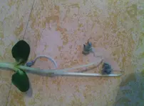 l.webp
