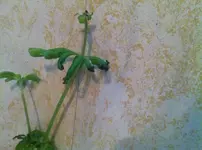 xdfbhnm.webp