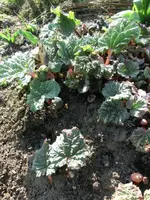 CIMG2873.webp