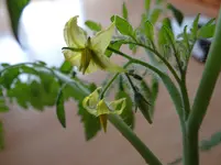 erste Tomatenblüten.webp