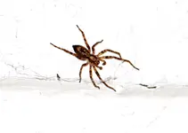 DSC_3902_Winkelspinne_im_Garten.webp
