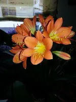 130411 Madame Clivia.webp