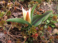 tulpe april 2013.webp