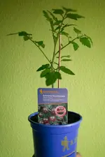 BlackCherry.webp