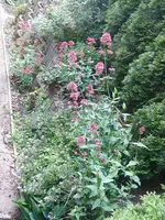 anderes Blumenbeet.webp