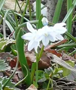 MärzBlume5.webp