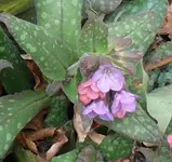 MärzBlume9.webp