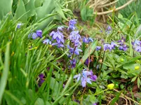 MärzBlume3.webp