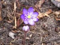 004.webp