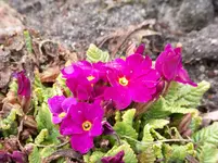 003.webp