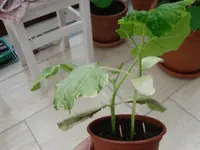 SAM_0647.webp