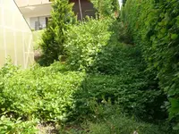 Walderdbeeren.webp