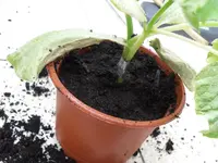 SAM_0648.webp