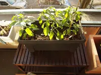 K1600_P4143170.webp