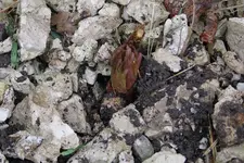 Pfingstrose 11.04.2013.webp